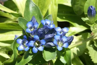 Gentiana cruciata phlog. 'Blue Cross'