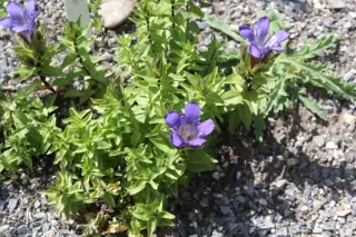 Gentiana septemfida ssp. lagodechiana 'Bella Alpinella'