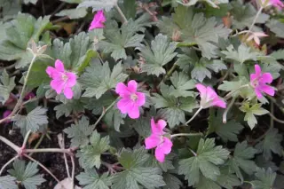 Geranium 'Buckland Beauty'