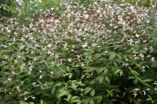 Gillenia trifoliata