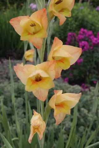 Gladiolus dalenii 'Boone'