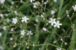 Gypsophila oldhamiana