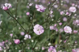 Gypsophila paniculata 'Pink Festival'