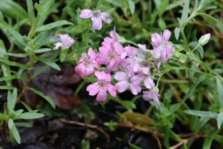 Gypsophila repens 'Filou Rosa'