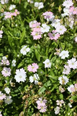 Gypsophila rupestris