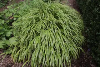 Hakonechloa macra 'Albo-Striata'