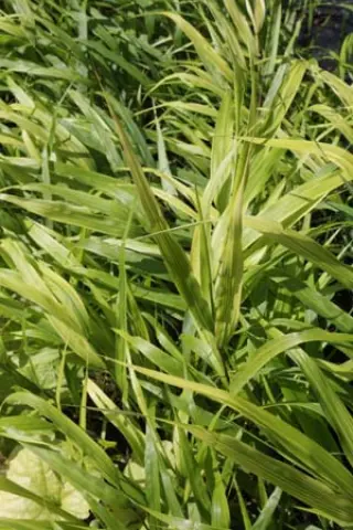 Hakonechloa macra ''Beni Kaze''