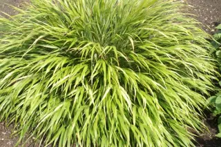 Hakonechloa macra 'Nicolas'