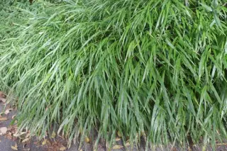 Hakonechloa macra