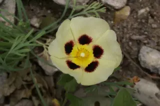 x Halimiocistus wintonensis 'Merrist Wood Cream'
