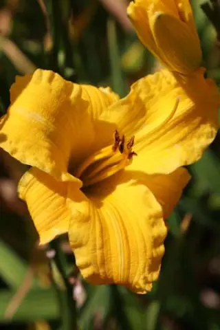Hemerocallis 'Bakabana'