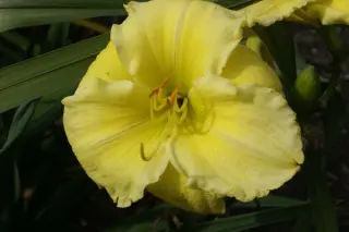 Hemerocallis 'Beauty To Behold'