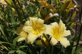 Hemerocallis 'Bitsy'