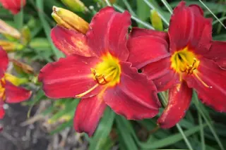 Hemerocallis 'Canadian Goose'