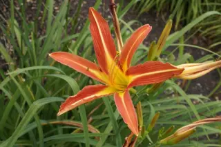 Hemerocallis 'Conspicua'