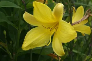 Hemerocallis 'Corky'