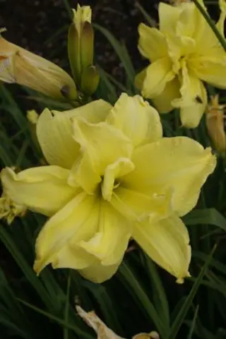 Hemerocallis 'Double River Wye'