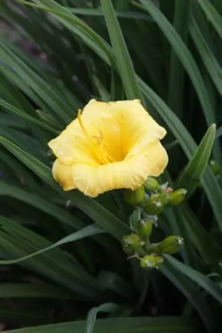 Hemerocallis 'Eenie Weenie Non-Stop'