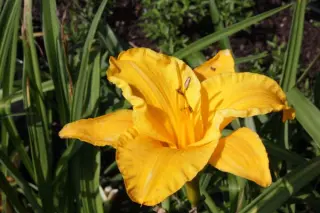 Hemerocallis 'Golden Prize'