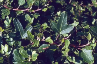 Hedera helix 'Duckfoot'