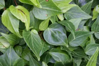 Hedera helix 'Natasha'