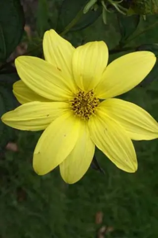 Helianthus 'Anne'