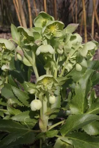 Helleborus argutifolius