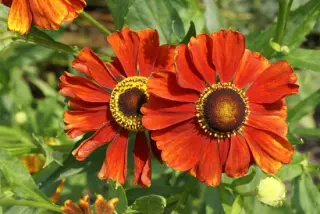 Helenium 'Baudirektor Linne'