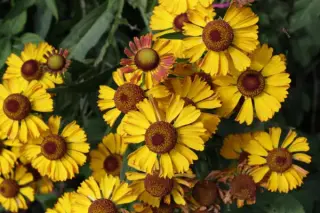 Helenium 'Beatrice'