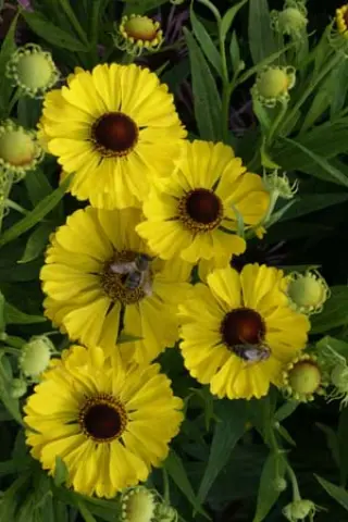 Helenium 'Blütentisch'