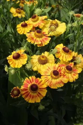 Helenium 'Brandend Zand'