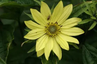 Helianthus 'Carine'