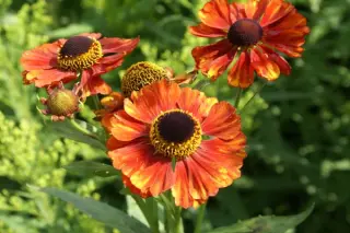 Helenium 'Chelsea'