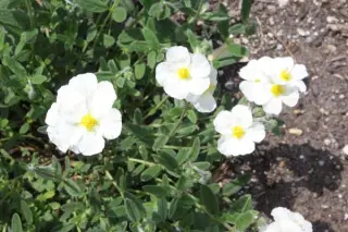 Helianthemum 'Eisbär'