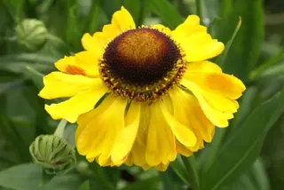 Helenium 'El Dorado'