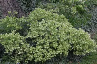 Helleborus foetidus vorm