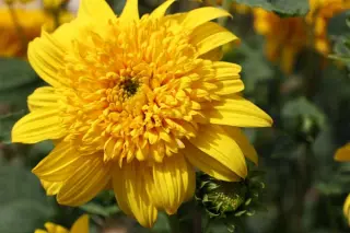 Helianthus 'Happy Days'