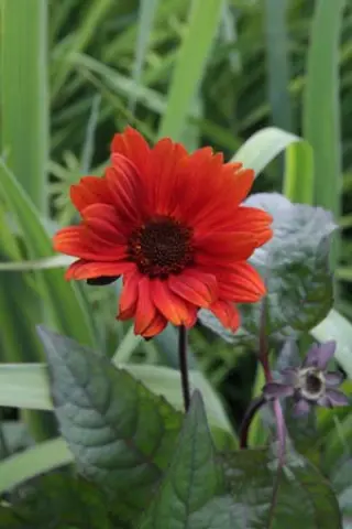 Heliopsis helianthoides var. scabra 'Bleeding Hearts'