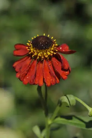 Helenium 'Kupferzwerg