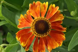 Helenium 'Kupfersprudel'