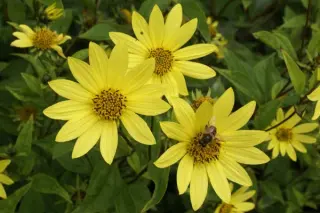 Helianthus 'Lemon Queen'