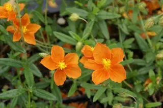 Helianthemum leptophyllum 'John Layon'