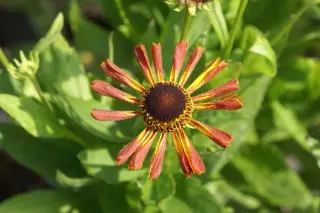 Helenium 'Loysder Wieck'