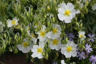 Helianthemum 'Lucy Elizabeth'