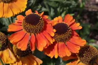 Helenium 'Mardi Gras'