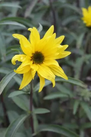 Helianthus maximilianii 'Santa Fe'