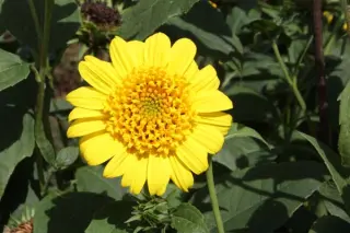 Helianthus 'Morning Sun'