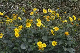 Helianthus multiflorus 'Capenock Star'