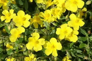 Helianthemum nummularium glabrum