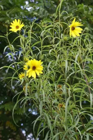 Helianthus orgyalis